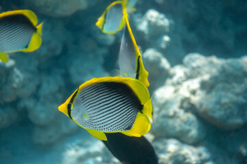 Naklejka na ściany i meble Blackback butterflyfish (Chaetodon melannotus) near in the ocean water. School of tropical fish with black, yellow and white stripes in Red Sea, Egypt.