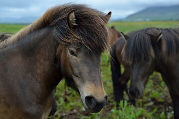 Beautiful Icelandic Horses playing near Akranes during the summer white night 