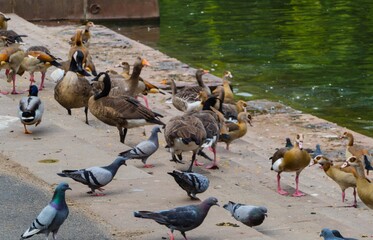 Vögel am Mainufer Frankfurt 