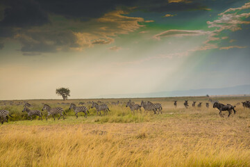 Fototapeta na wymiar African wildebeest and Zebras in Masai Mara Landscape