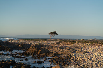Fototapeta na wymiar Cypress tree