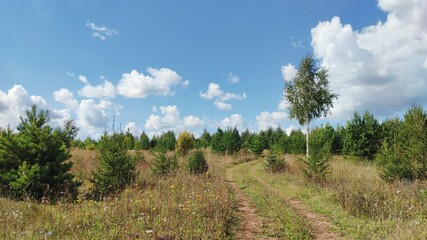 panoramic scene with a country road in a field environment of young green trees on a background of blue sky with clouds