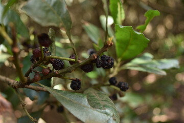 currant berries in a forest