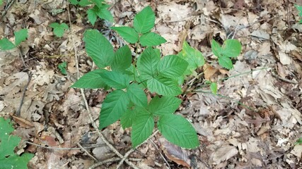 green poison ivy plant with brown leaves in forest