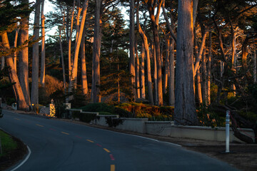 Sunset Trees