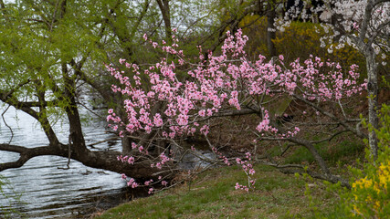 pink magnolia tree in spring