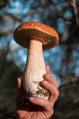 Young beautiful Mushroom Boletus edulis or cep in hand. Close up freshly picked mushroom. Wildlife forest harvest in summertime. Natural and delicious food ingredient from woodland.