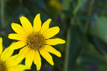 flower with bright yellow petals close up on blurred green background