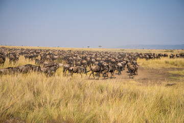 Fototapeta na wymiar African wildebeest Migration , African wildebeest and Zebras in Masai Mara Landscape