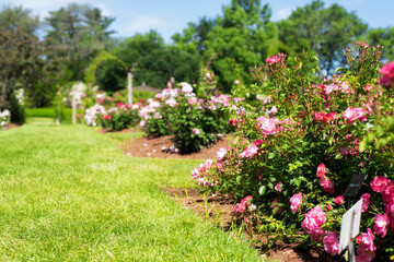 Elizabeth Park West Harford Connecticut Rose Garden