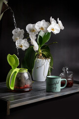 Tea set on a dark wooden table. White orchid.