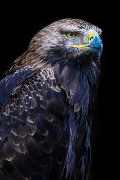 Eastern imperial eagle (Aquila heliaca), France