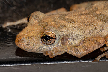 Fuscous-blotched Snouted Tree Frog of the species Scinax fuscovarius