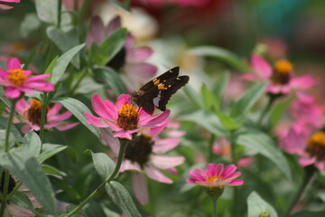 Silver Spotted Skipper 2020 I