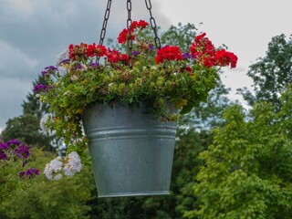 Geranien in Blumentopf hängend 