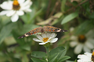 Common Buckeye Butterfly 2020 BI