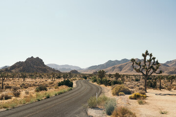 Joshua Tree national Park
