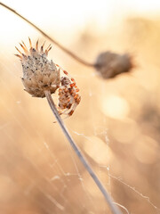 Una araña blanca y marrón sobre una flor seca al atardecer