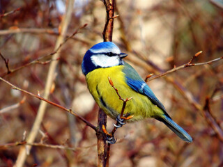 yellow capped kingfisher