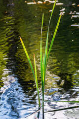 water lily in the water