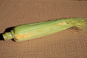 Fresh green corn cobs. Corn as a concept of a vegan food.