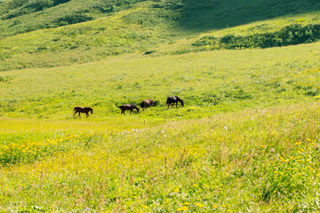 Fototapeta na wymiar Wild horses graze in a meadow in nature in the mountains, eating green grass