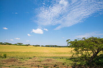 Obraz premium African Farmland and landscapes from Kenya