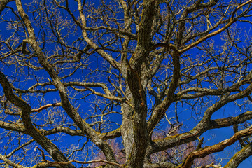 tree branches against blue sky