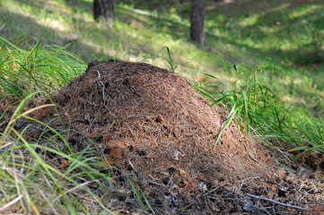 Large anthill in the forest
