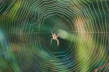 Little spider in its beautiful web, green background.