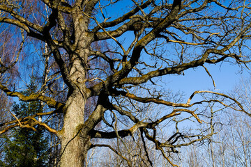 Old Oak