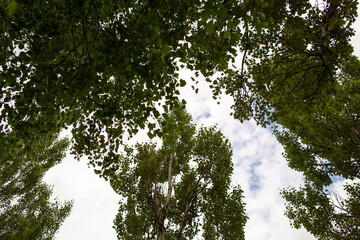 Fototapeta premium Branches of different trees on background of cloudy sky.