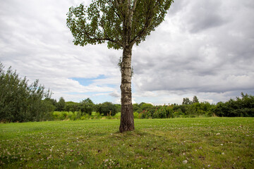 A single poplar on the field. A tree on background of cloudy grey sky.