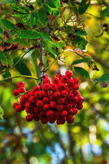 red berries on a branch