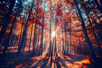sun ray sin autumn forest 