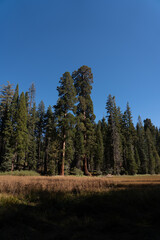 Fototapeta premium Forest