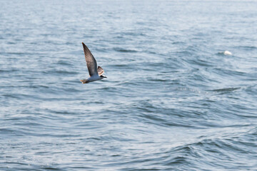 Little tern (Sternula albifrons) is flying in nature in Thailand.