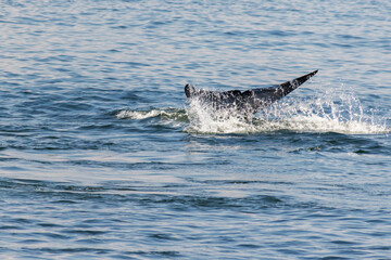 Fototapeta premium Tail fin of Bryde's whale in gulf of Thailand.