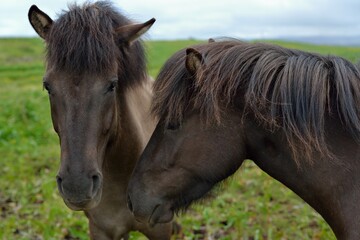 Icelandic horses in Iceland playing on the ground