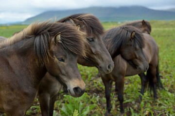 Naklejka na ściany i meble Icelandic horses in Iceland playing on the ground