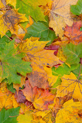 Naklejka na ściany i meble Colorful autumn maple leaves.