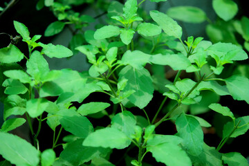 Fototapeta na wymiar fresh Holy herbal Basil plant