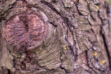 Pear bark in the form of an eye. texture