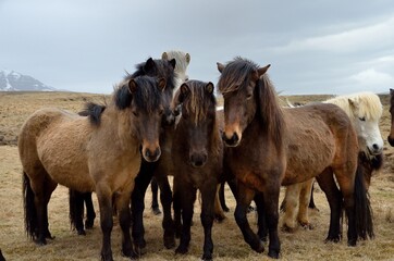 Obraz premium Icelandic horses in Iceland playing and loving 