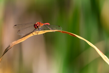 Red dragonfly sitting on grass branch