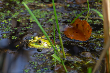 Portrait of green water frog, Pelophylax esculentus looking from water