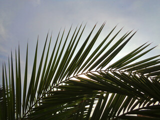 Leaves of a palm tree backlit