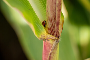 Ladybug on a corn plant