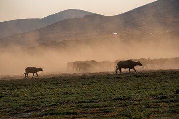 Fototapeta na wymiar Herd of cattle and buffalo walking on dusty roads. green background and mountain