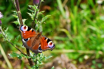 Rusałka pawik (Nymphalis io) © Lancan
